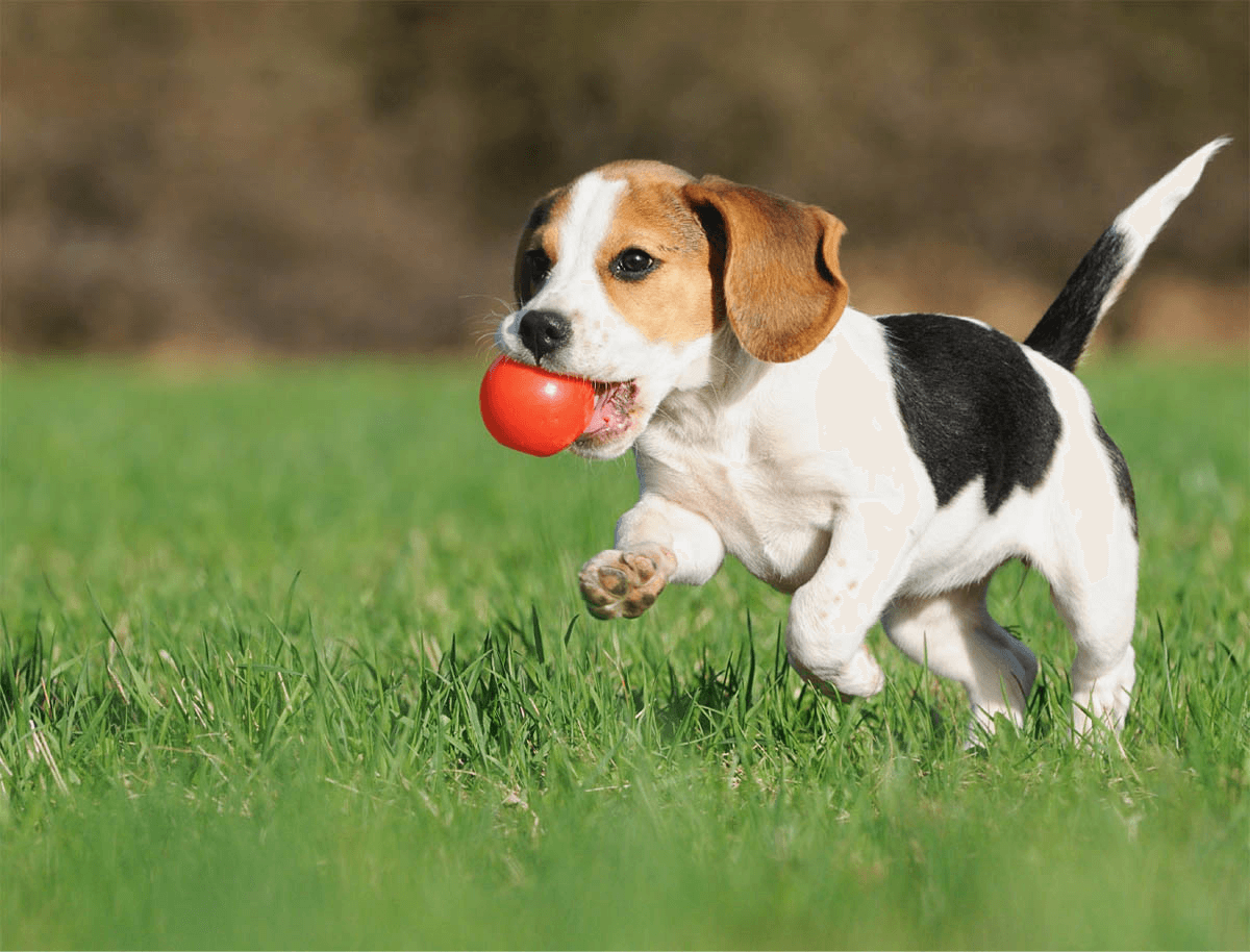 https://barky.arenite.com.ar/wp-content/uploads/2019/07/hero_image_01.png