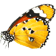 https://barky.arenite.com.ar/wp-content/uploads/2019/08/butterfly.png