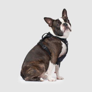 https://barky.arenite.com.ar/wp-content/uploads/2025/03/original-248.jpeg