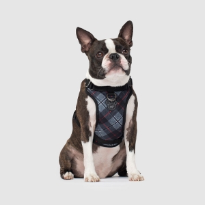 https://barky.arenite.com.ar/wp-content/uploads/2025/03/original-253.jpeg